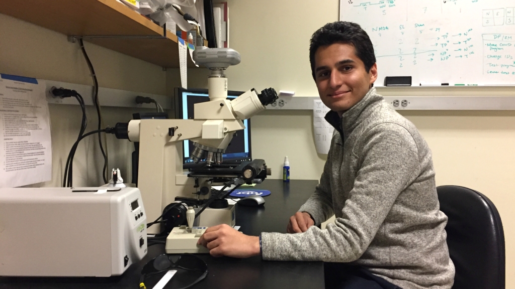Armin Tavakkoli ’20 sitting at a microscope