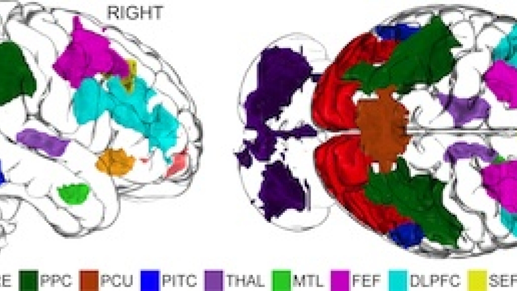 Brain Area