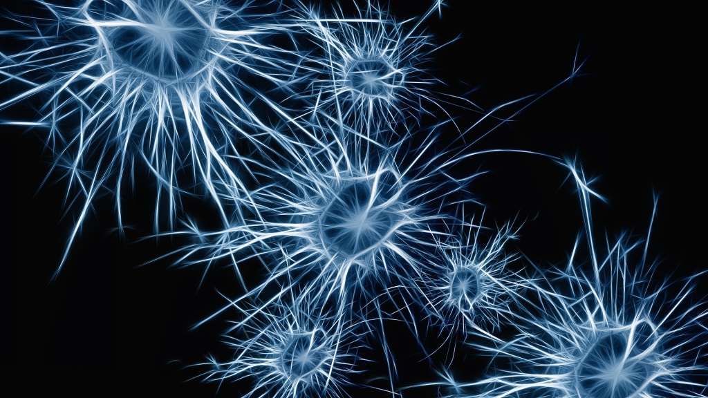 neurons